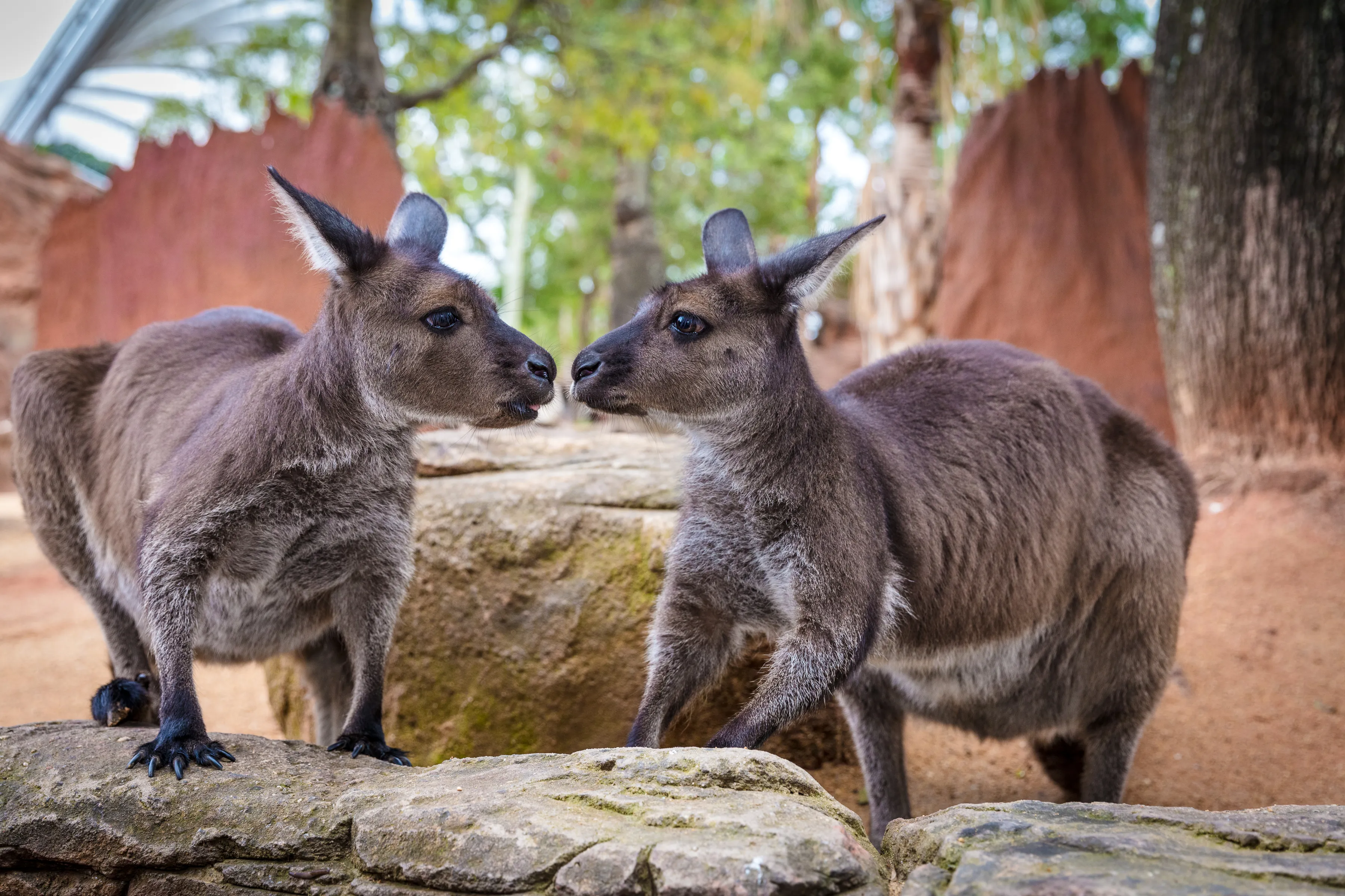 5-DAY AUSTRALIA GETAWAY