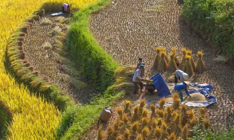 RICE IN VIETNAMESE CULTURE AND ECONOMY